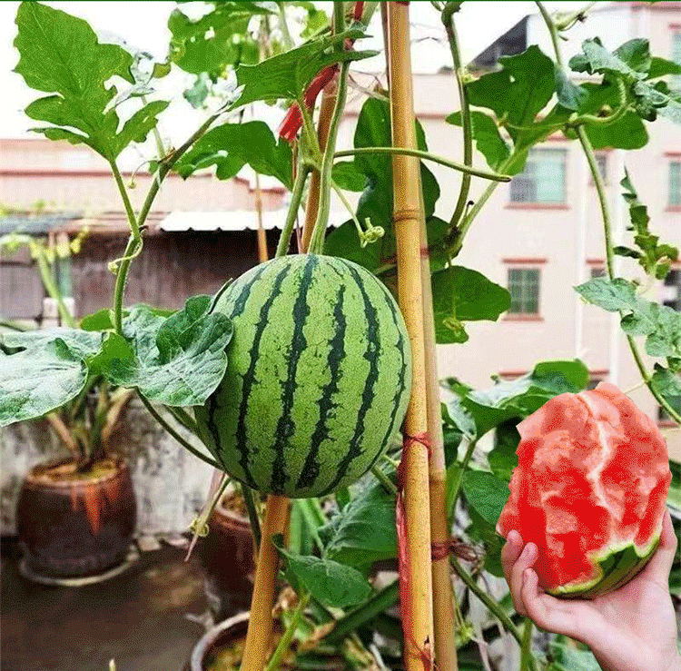 001后_07.gif