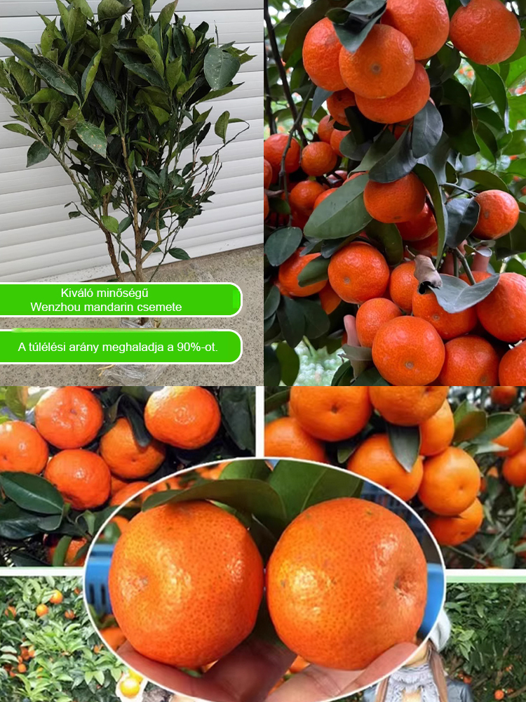 【Édes és lédús】 Az év gyümölcse egy cukornarancs csemete🍃A gyümölcsök kicsik, édesek és lédúsak, nem igényelnek hámozást, így tökéletesek otthoni ültetéshez.