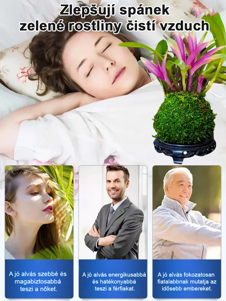  Illatos Dendrobium Orchidea Alvásjavító Légfrissítő Növény🌼  Akár két hétig is kibírja víz nélkül. Egész évben zöld marad. Virágzása hosszú ideig tart.