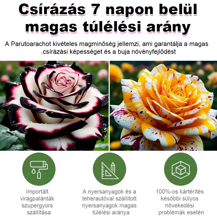 Többfejű foltos rózsa magok 🌹Nem egy sima virág, hanem egy űrtechnológiás túlélőművész.