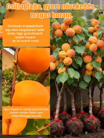 【Óriási császár kajszi】Bőségesen termő, könnyen élő kajszibarackfa csemete