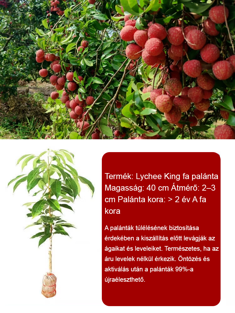 Ültesd el őket idén, és jövőre több licsi lesz, mint amennyit megeszel. 🥚✨ Válogatott licsi palánták! A gyümölcsök nagyobbak, mint egy tojás, sűrű hús! 99%-os túlélési arány!