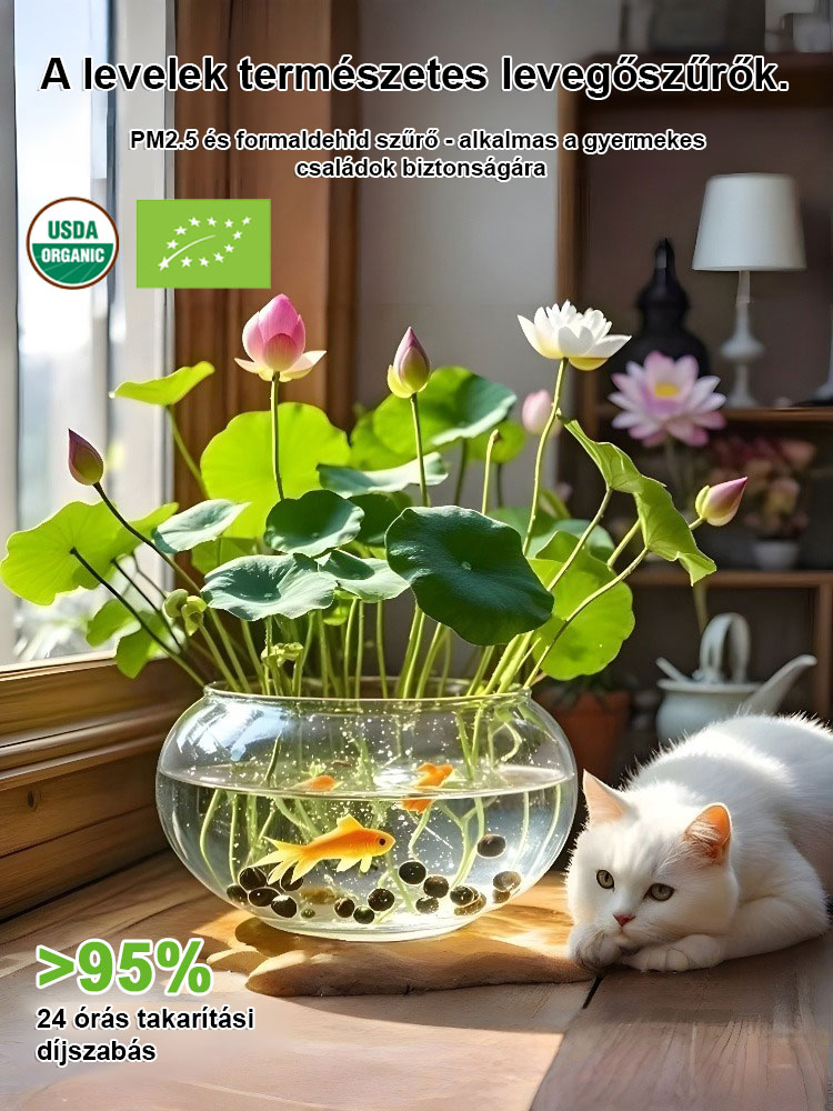 【Tisztítja a levegőt】Teknős lótuszmagok!🌸A tekenő liliomot nem kell öntözni. A napfény és a tiszta víz tartja életben és tisztítja a levegőt!