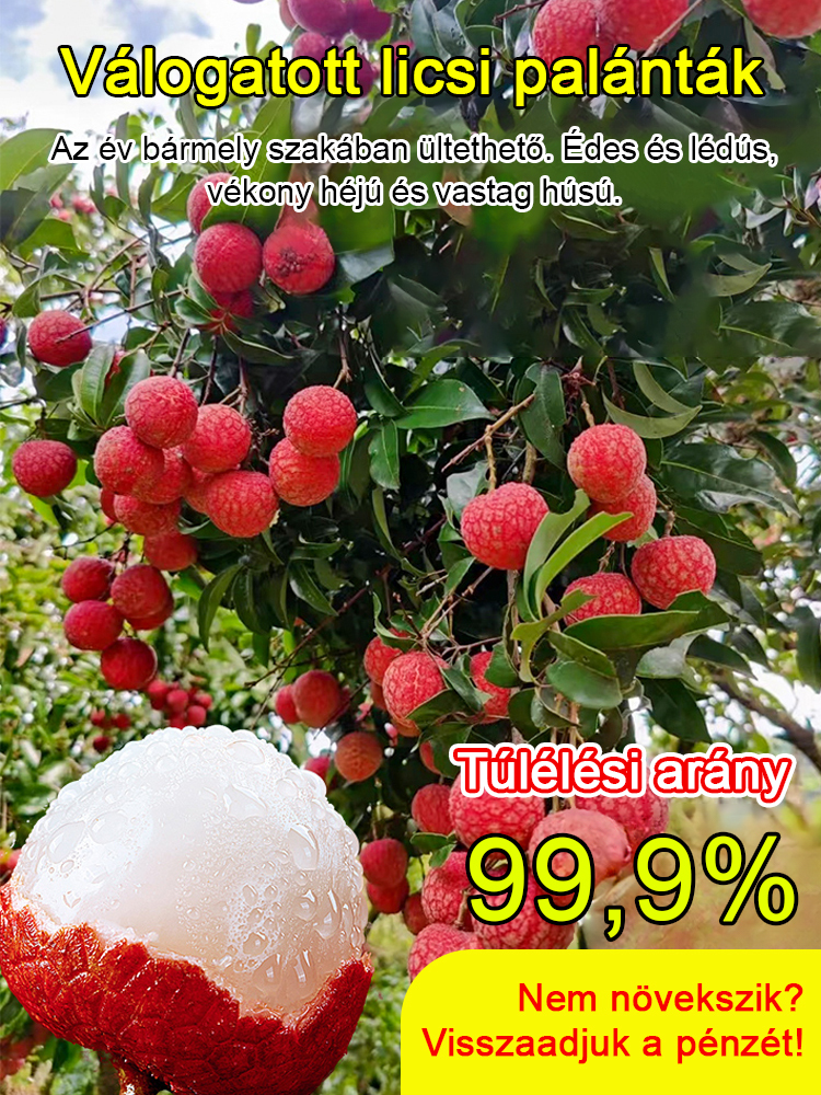 Ültesd el őket idén, és jövőre több licsi lesz, mint amennyit megeszel. 🥚✨ Válogatott licsi palánták! A gyümölcsök nagyobbak, mint egy tojás, sűrű hús! 99%-os túlélési arány!