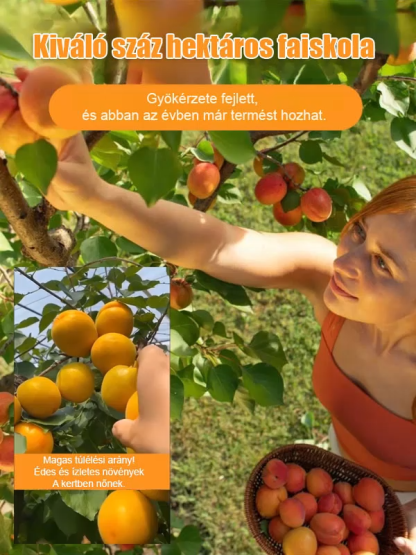 【Óriási császár kajszi】Bőségesen termő, könnyen élő kajszibarackfa csemete