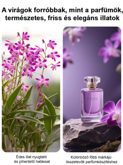  Illatos Dendrobium Orchidea Alvásjavító Légfrissítő Növény🌼  Akár két hétig is kibírja víz nélkül. Egész évben zöld marad. Virágzása hosszú ideig tart.