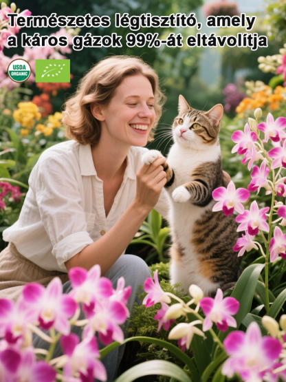  Illatos Dendrobium Orchidea Alvásjavító Légfrissítő Növény🌼  Akár két hétig is kibírja víz nélkül. Egész évben zöld marad. Virágzása hosszú ideig tart.