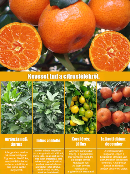【Édes és lédús】 Az év gyümölcse egy cukornarancs csemete🍃A gyümölcsök kicsik, édesek és lédúsak, nem igényelnek hámozást, így tökéletesek otthoni ültetéshez.