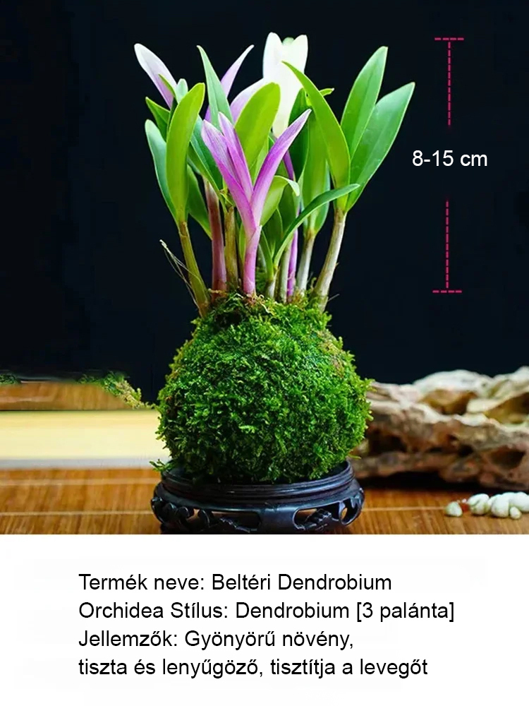  Illatos Dendrobium Orchidea Alvásjavító Légfrissítő Növény🌼  Akár két hétig is kibírja víz nélkül. Egész évben zöld marad. Virágzása hosszú ideig tart.