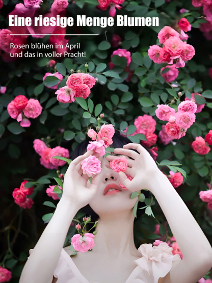 [Ganzjährig blühende] Kletterrosen-Samen