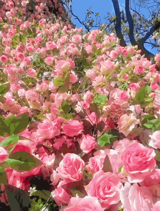 🌹 60% OFF🌹Unique Garden Climbing Rose Flower Seeds- Lucky Rising