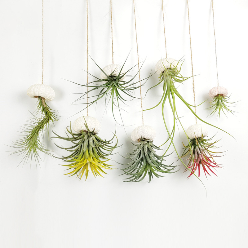 Air wall hanging potted plants, soilless plant wall decoration