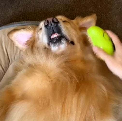 Steamy Pet Brush