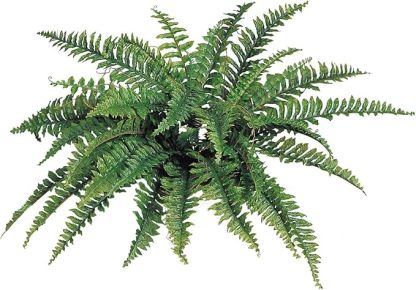 💥This Week's Special Price $19.99🌱UV Resistant Lifelike Artificial Boston Fern-3