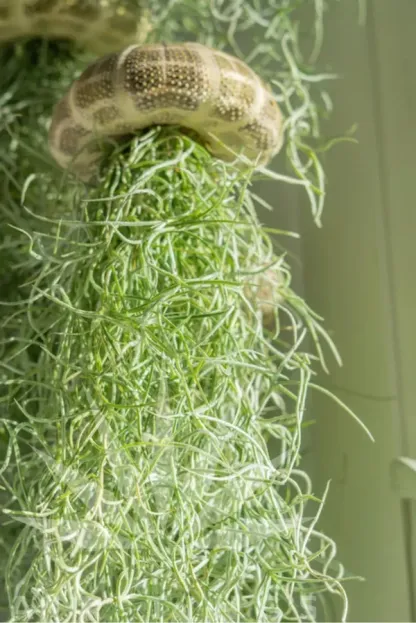 💖New Year Hot Sale 49% OFF🔥Hanging Air Plant Jellyfish🌱