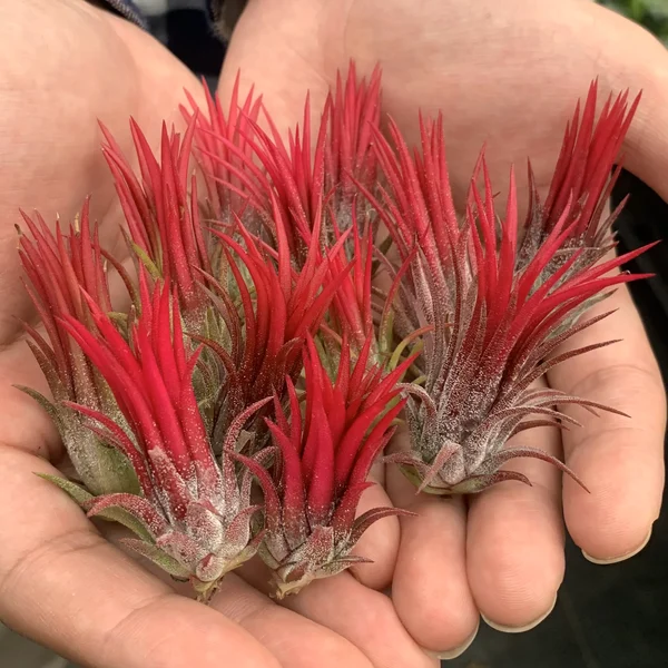💖New Year Hot Sale 49% OFF🔥Hanging Air Plant Jellyfish🌱