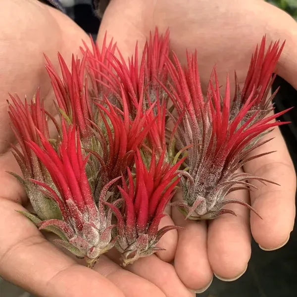 💖New Year Hot Sale 49% OFF🔥Hanging Air Plant Jellyfish🌱