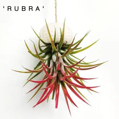 💖New Year Hot Sale 49% OFF🔥Hanging Air Plant Jellyfish🌱