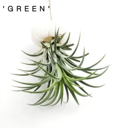💖New Year Hot Sale 49% OFF🔥Hanging Air Plant Jellyfish🌱
