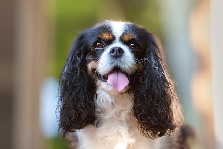 Facts About the Cavalier King Charles Spaniel That You May Not Know