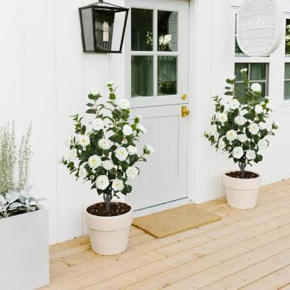 36” Artificial Camellia Trees (Set of 2)