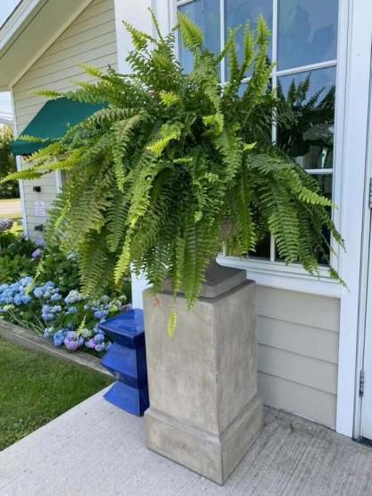 💥This Week's Special Price $19.99🌱UV Resistant Lifelike Artificial Boston Fern