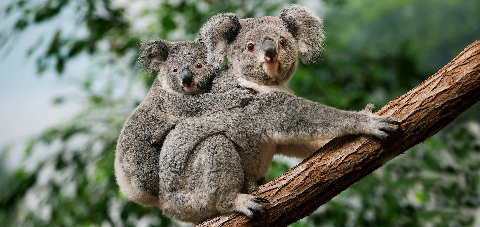 Four Ways to Celebrate Wild Koala Day | Australia