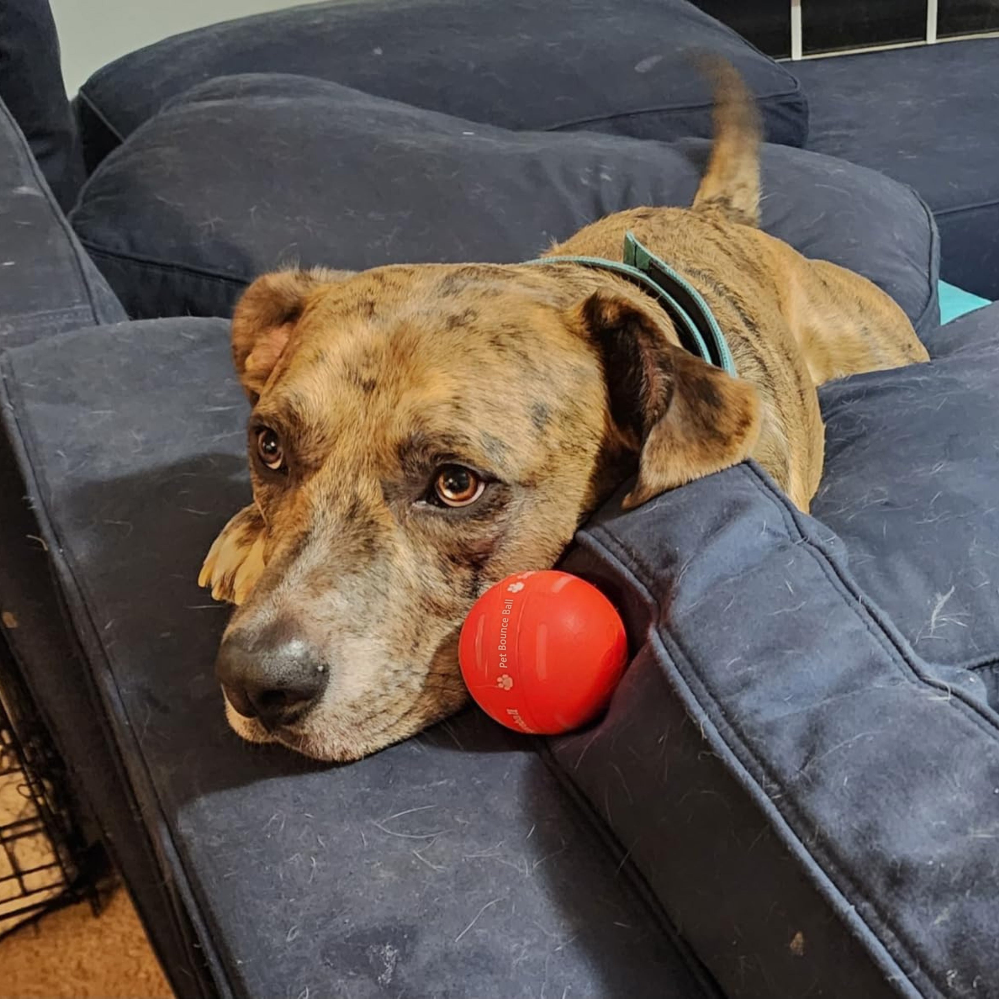 ✅Flash Sale -50% off - Pet Bounce Ball