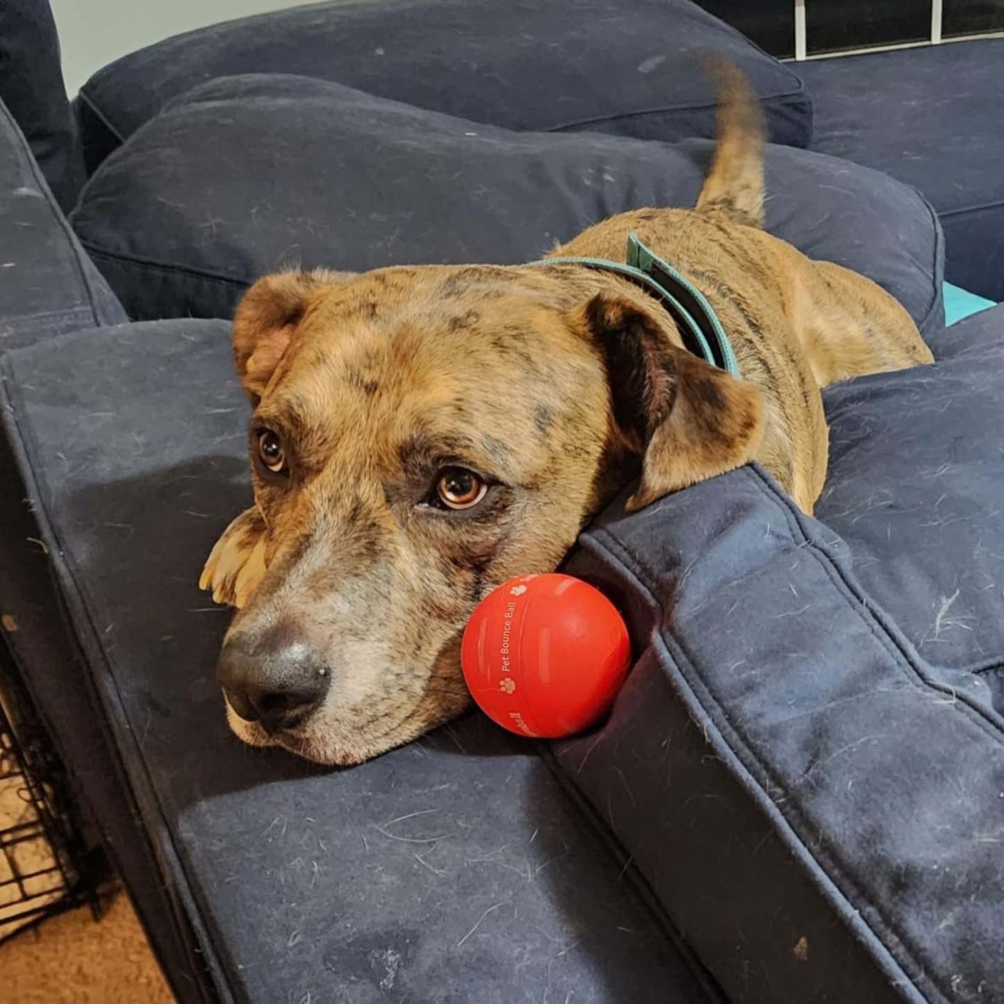 ✅Flash Sale -50% off - Pet Bounce Ball