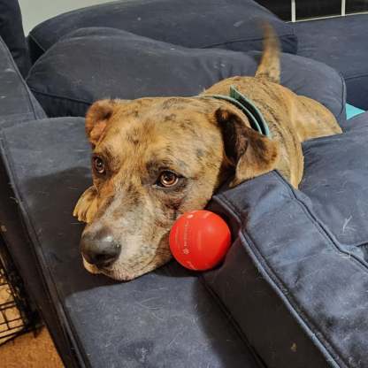 ✅Flash Sale -50% off - Pet Bounce Ball
