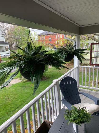 💥This Week's Special Price $19.99🌱UV Resistant Lifelike Artificial Boston Fern