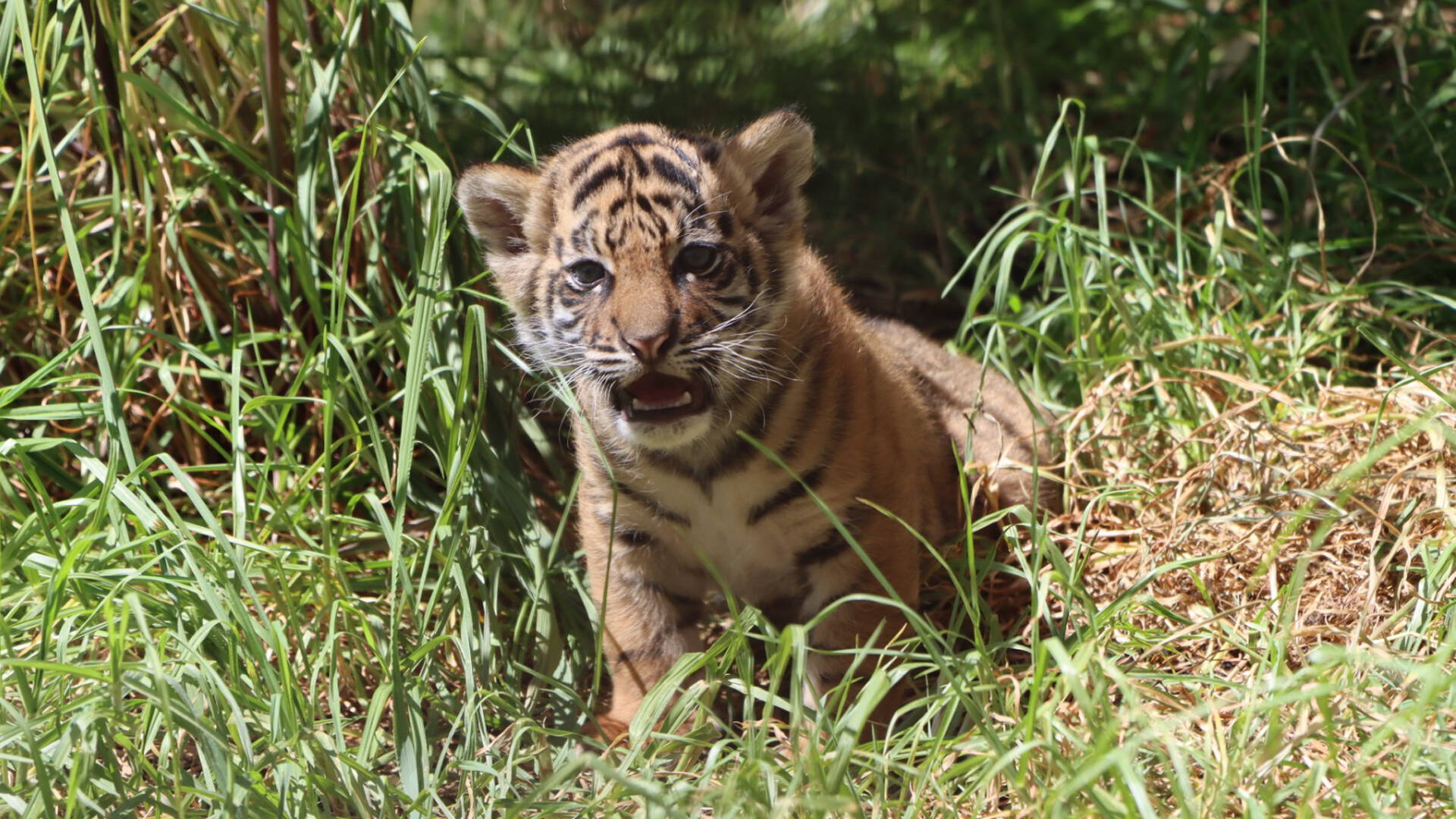 Sumatran tiger cub Cahya is thriving | Auckland Zoo News