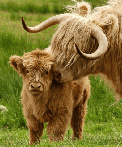🐂Realistic Calf Toy