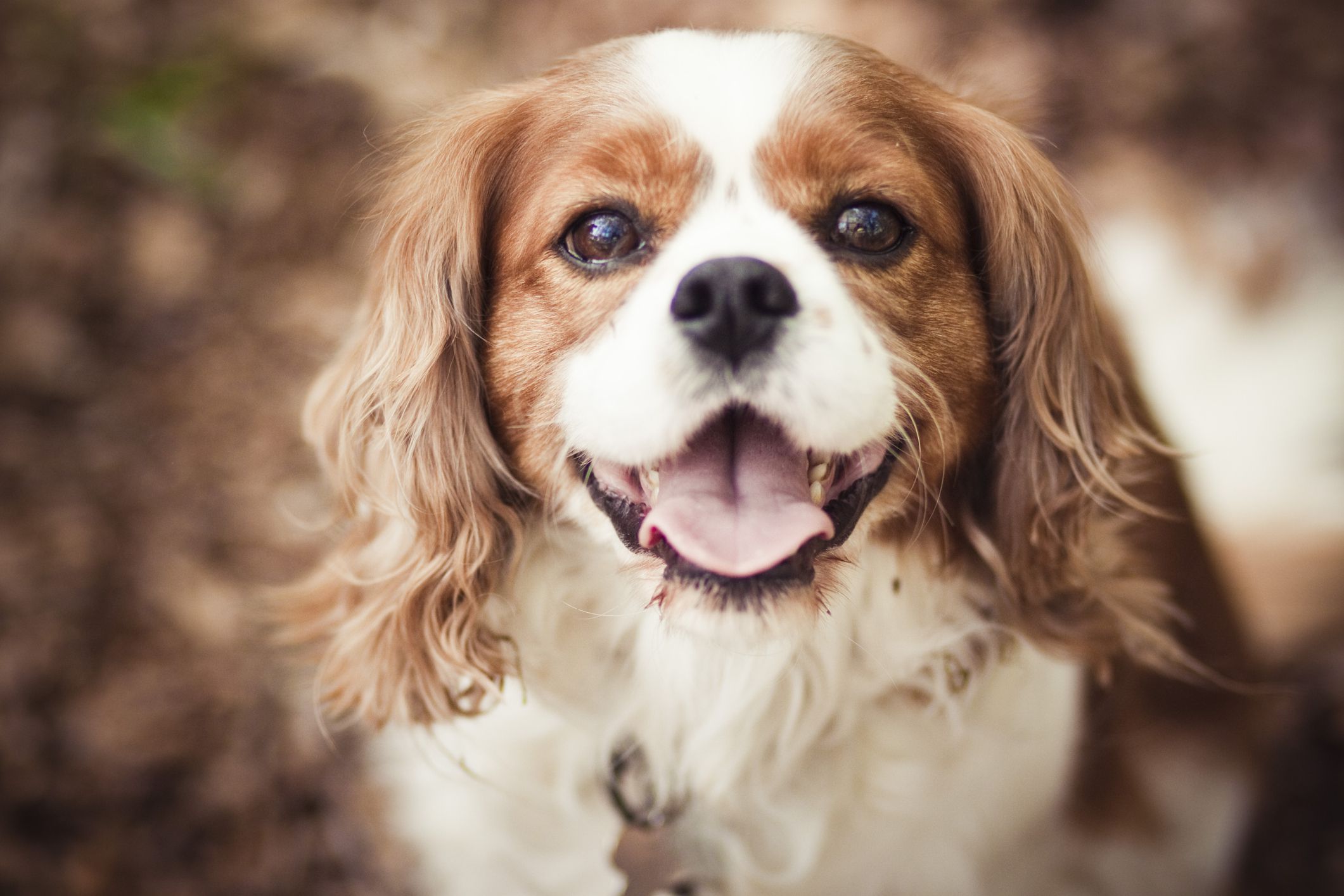 Cavalier King Charles Spaniel: Breed Info & Care