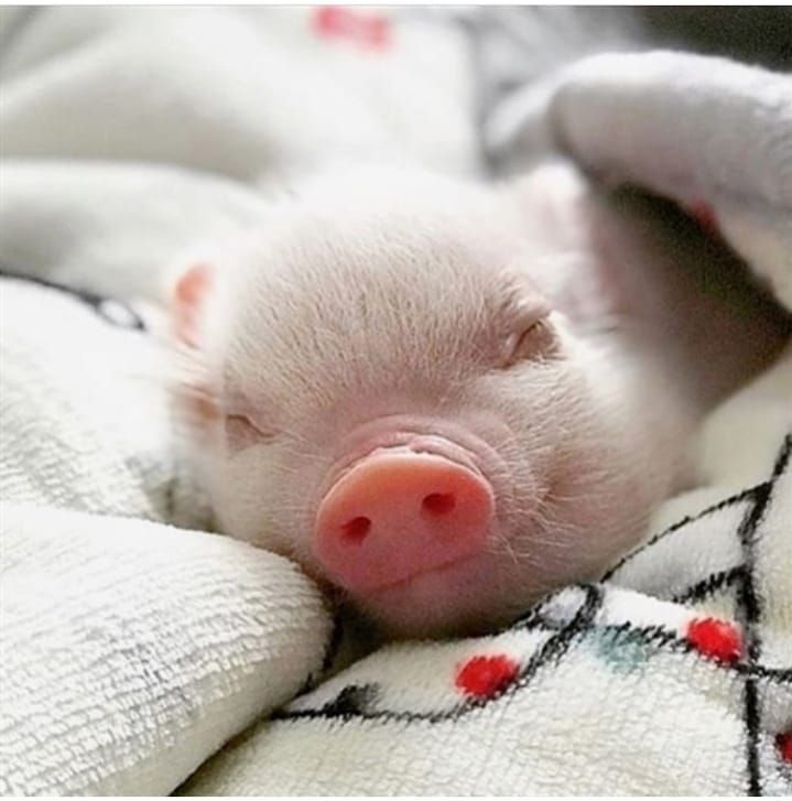 Adorable Mini Pigs