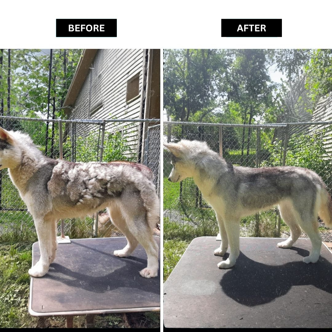 Essential 5-in-1 Pet Grooming Kit