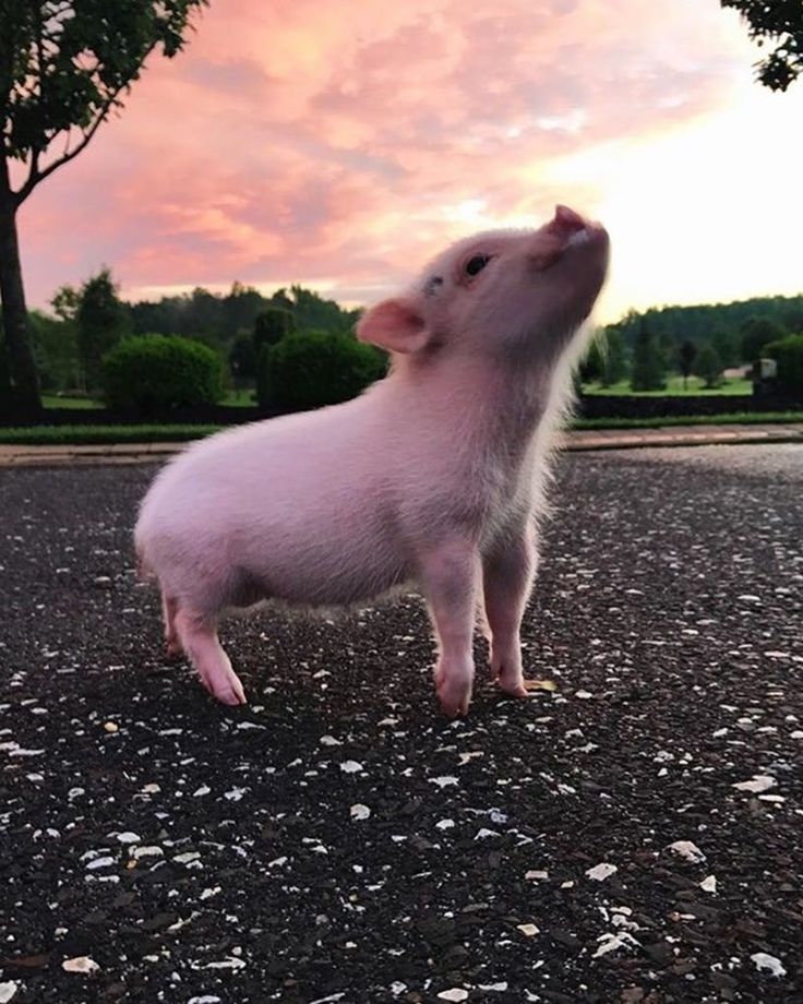 Wholesome Compiglation Of Tini-Tiny Pigs
