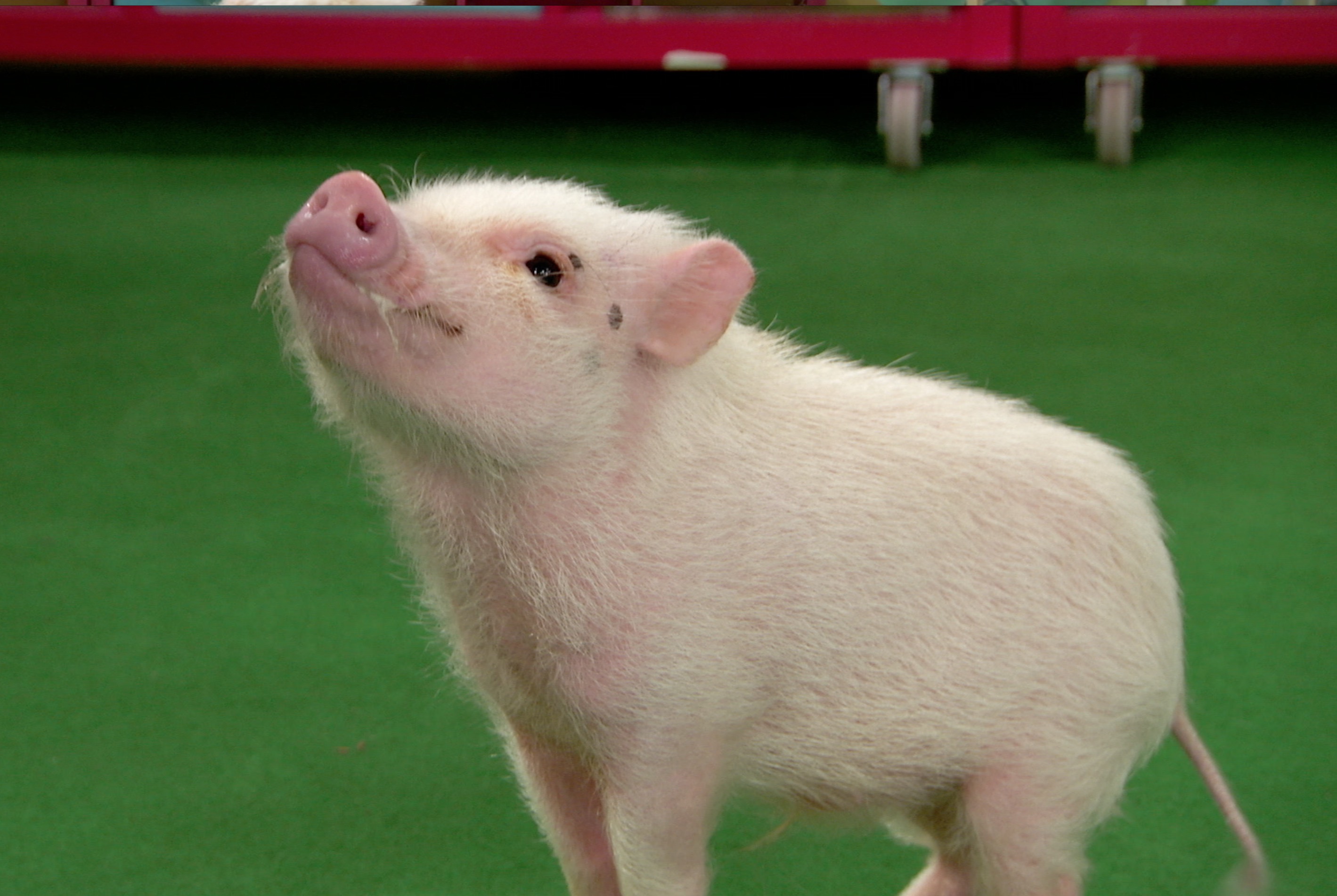 Mutt & Stuff" Get Along Little Piggy (TV Episode 2015) - IMDb