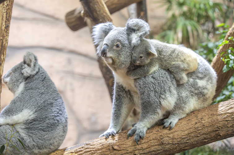 Et le prénom du bébé koala de Genoa est… - Beauval Actus