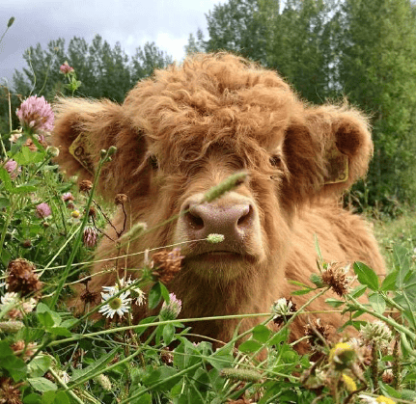 🐂Realistic Calf Toy