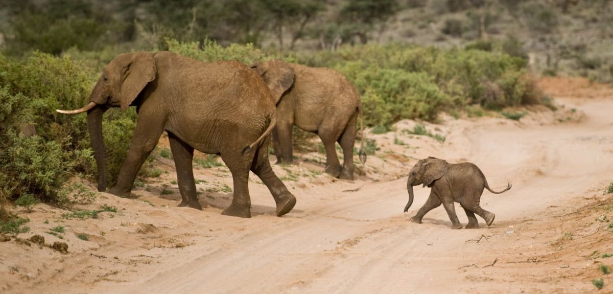 No rest for new elephant mothers | University of Oxford