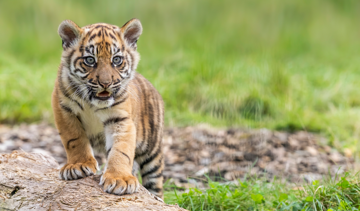 Safari Park reveals how they had to step in to help their tiger cub's  development | BIAZA