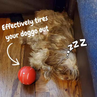 ✅Flash Sale -50% off - Pet Bounce Ball
