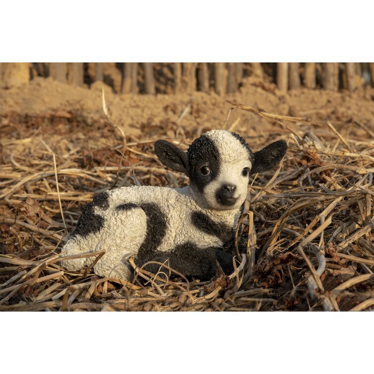 Baby Lamb Lying Down
