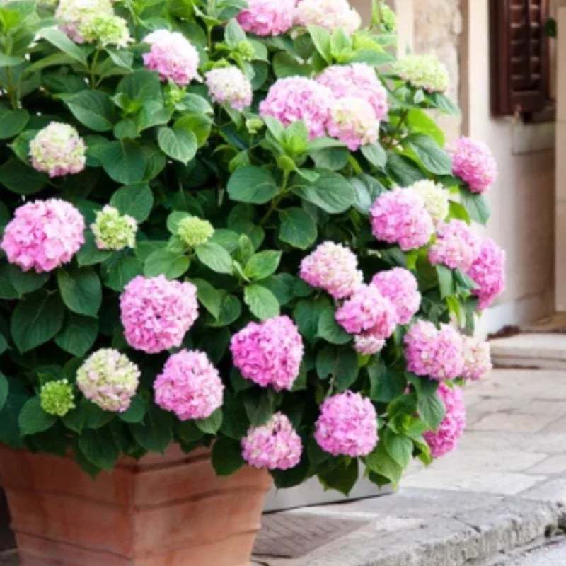 Outdoor Artificial Hydrangea Flowers💐(17cm