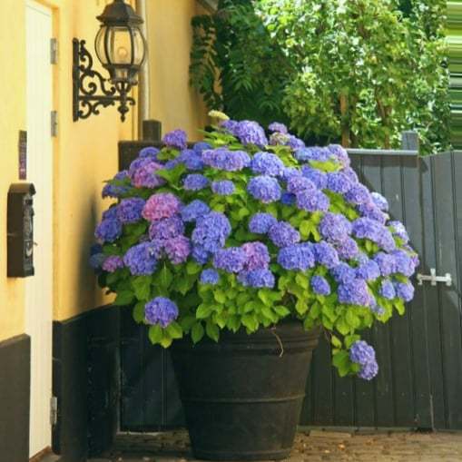 Outdoor Artificial Hydrangea Flowers💐(20cm)