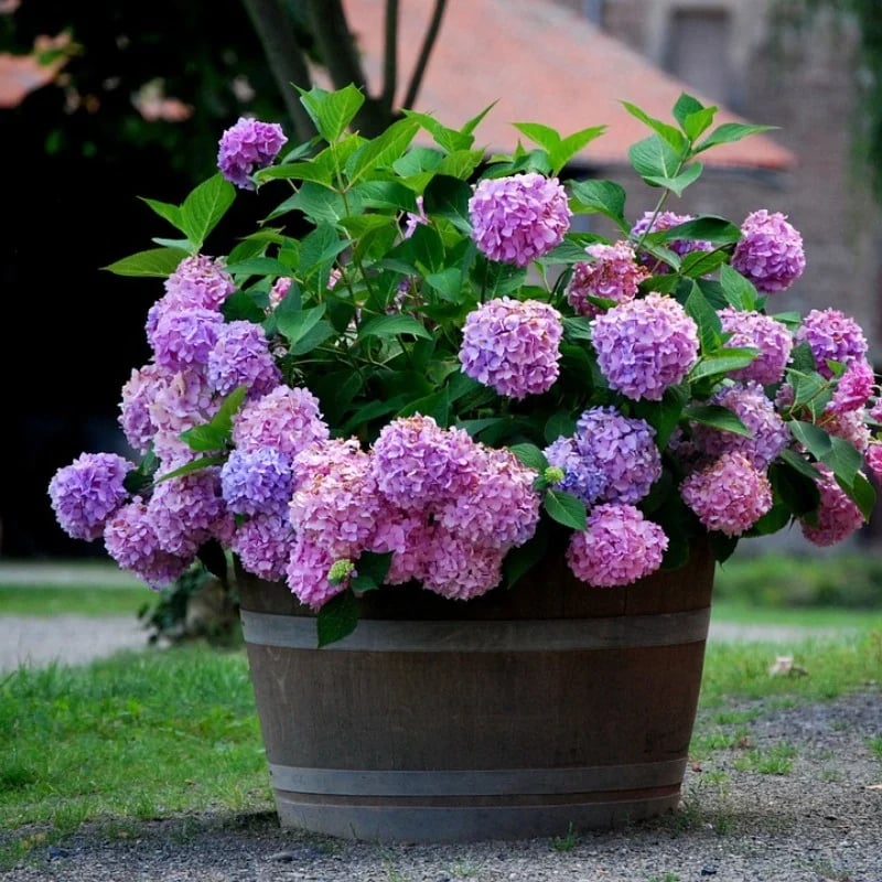 Outdoor Artificial Hydrangea Flowers💐(17cm