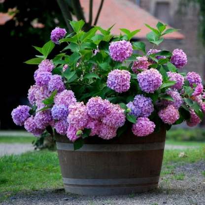 Outdoor Artificial Hydrangea Flowers💐(17cm