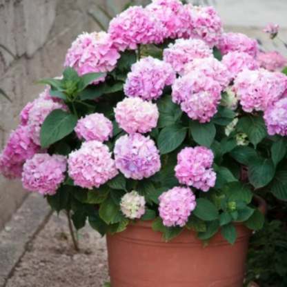 Outdoor Artificial Hydrangea Flowers💐(17cm