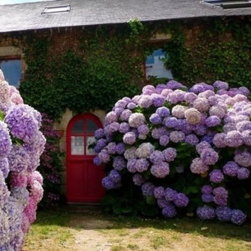 Outdoor Artificial Hydrangea Flowers💐(17cm